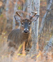 White-tailed Deer (Odocoileus virginianus) mature buck. Acadia National Park, Maine, USA, November