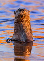 North American River Otter (Lontra canadensis) looking up curiously in a beaver pond. Acadia National Park, Maine, USA, November