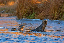 North American River Otters (Lontra canadensis) on ice in a beaver pond. Acadia National Park, Maine, USA, November