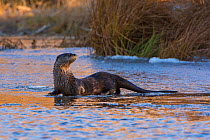 North American River Otter (Lontra canadensis) on ice in a beaver pond. Acadia National Park, Maine, USA, November