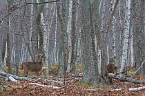 White-tailed Deer (Odocoileus virginianus) mature bucks  in birch woods. Acadia National Park, Maine, USA, November