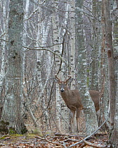 White-tailed Deer (Odocoileus virginianus) mature buck  in birch woods. Acadia National Park, Maine, USA, November