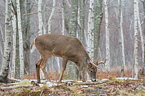 White-tailed Deer (Odocoileus virginianus) mature buck feeding in birch woods. Acadia National Park, Maine, USA, November