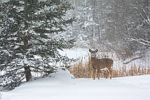 White-tailed Deer (Odocoileus virginianus) in snowstorm. Acadia National Park, Maine, USA, January