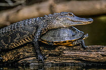 Alligator (Alligator mississippiensis) taking over Florida Red-bellied Turtle's (Pseudemys nelsoni) sunning spot on a log. Hillsborough River State Park, Florida, USA.