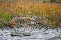 Coyote (Canis latrans) approaching the Athabasca River. Jasper National Park, Alberta, Canada, September