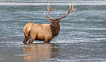 Bull Elk (Cervus elaphus) in the Athabasca River. Jasper National Park, Alberta, Canada, September