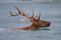 Bull Elk (Cervus elaphus) swimming the Athabasca River. Jasper National Park, Alberta, Canada, September
