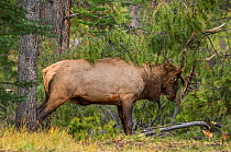 Bull Elk (Cervus elaphus), mature bull thrashing a small tree during the mating season. Jasper National Park, Alberta, Canada, September