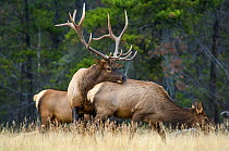 Bull Elk (Cervus elaphus), mature bull checking to see if a female is ready to mate in a high mountain meadow. Jasper National Park, Alberta, Canada, October