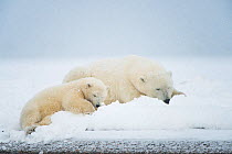 Polar bear (Ursus maritimus) sow with spring cub rest with one another on a barrier island during autumn freeze up, Bernard Spit, North Slope, Arctic coast of Alaska, September