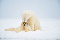 Polar bear (Ursus maritimus) sow with spring cub playing with one another on a barrier island during autumn freeze up, Bernard Spit, North Slope, Arctic coast of Alaska, September