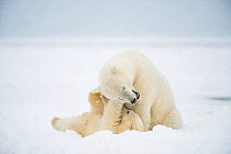 Polar bear (Ursus maritimus) sow with spring cub playing with one another on a barrier island during autumn freeze up, Bernard Spit, North Slope, Arctic coast of Alaska, September