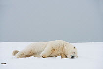 Polar bear (Ursus maritimus) sow resting on a barrier island during autumn freeze up, Bernard Spit, North Slope, Arctic coast of Alaska, September