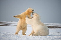 Polar bear (Ursus maritimus) pair of young bears playing on newly formed pack ice during autumn freeze up, along the eastern Arctic coast of Alaska, Beaufort Sea, September