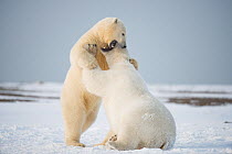 Polar bear (Ursus maritimus) pair of young bears playing with one another on newly formed pack ice during autumn freeze up, along the eastern Arctic coast of Alaska, Beaufort Sea, September