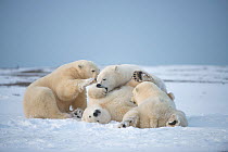 Polar bear (Ursus maritimus) three young bears playing with one another on the newly formed pack ice during autumn freeze up, along the eastern Arctic coast of Alaska, Beaufort Sea, September