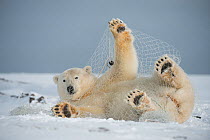 Polar bear (Ursus maritimus) subadult playing with a fishing net left behind by subsistence fisherman, along the Arctic coast in autumn, North Slope, Alaska, September