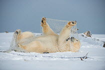 Polar bear (Ursus maritimus) subadult playing with a fishing net left behind by subsistence fisherman, along the Arctic coast in autumn, North Slope, Alaska, September