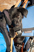 Tired puppy asleep in a backpack, Mount Townsend, northwest Olympic National Park, Olympic Peninsula, Washington, USA. November 2013