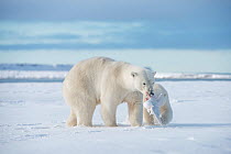 Polar bear (Ursus maritimus) sow with prey in mouth and cub behind, along Bernard Spit, a barrier island, along the eastern Arctic coast of Alaska, Beaufort Sea, September