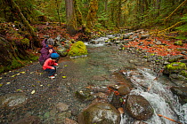 Young toddler boy floats leaves on a creek in the rainforest with his mother, North Fork Skokomish River, Olympic Peninsula, south-east Olympic National Park, Washington, USA, November 2013. Model rel...