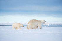 Polar bear (Ursus maritimus) sow with prey in mouth and two cubs following, on a barrier island during autumn freeze up, Bernard Spit, North Slope, Arctic coast of Alaska, September