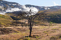 Galapagos hawk (Buteo galapagoensis) perched on tree in front of Alcedo Volcano, Isabela Island, Galapagos islands, July 2013.