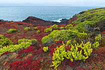 Halophilic (Salt loving) plants, Nolana galapagana (green) & Sessuvium sp (red) along lava shoreline. Punta Pitt, San Cristobal Island, Galapagos Islands. June 2013.
