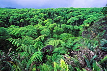 Scalesia Forest (Scalesia sp) with tree ferns during cold season. Highlands, Santa Cruz Island, Galapagos.