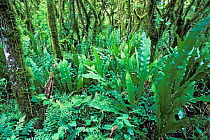 Fern laden understory of Scalesia Forest (Scalesia) during cold season, Galapagos Islands.