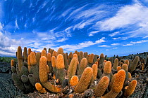 Lava cactus (Brachycereus nesioticus) pioneering pllant first to colonise new lava flows, Galapagos Islands.