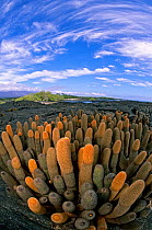 Lava Cactus (Brachycereus nesioticus) endemic pioneering plant, first to colonise new lava flow. Punta Espinosa, Fernandina Island, Galapagos.