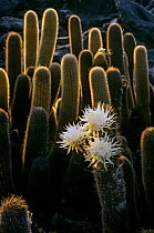 Lava Cactus (Brachycereus nesioticus) in infrequent bloom, nocturnal flowers close at sunrise. Cape Hammnond, Fernandina Island, Galapagos.