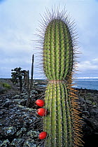 Giant candelabra cactus (Jasminocereus thouarsii) fruiting, South Coast, Santa Cruz Island, Galapagos