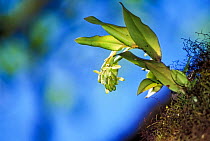 Epiphytic Orchid (Epidendrum spicatium) endemic species, Highlands, Santa Cruz Island, Galapagos.