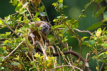 Silvery-brown Tamarin (Saguinus leucopus) captive at Piscilago Zoo, Melgar, Cundinamarca, Columbia. Endangered species. Endemic to Colombia.
