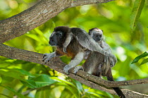 Silvery-brown Tamarin (Saguinus leucopus) father carrying young, captive at Piscilago Zoo, Melgar, Cundinamarca, Columbia. Endangered species. Endemic to Colombia.
