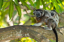 Silvery-brown Tamarin (Saguinus leucopus) adult with babies, captive at Piscilago Zoo, Melgar, Cundinamarca, Columbia. Endangered species. Endemic to Colombia.