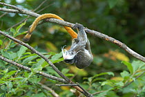 Emperor tamarin (Saguinus imperator) climbing, captive. Native to the southwest Amazon Basin, South America.
