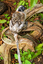 Geoffroy's tamarin (Saguinus geoffroyi) leucistic form,  captive at Jacobo Lacs breeding facilities, Elevage Jacobo Lacs, Colon, Panama. From Panama and Columbia.