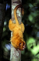Golden lion tamarin (Leontopithecus rosalia) with radio tracking device, captive in zoo,  Brazil. Endangered species. Endemic to Brazil.