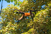 Black-handed spider monkey (Ateles geoffroyi) jumping through trees, captive at Projet Zoo Ave rehabilitation centre, Reserva Biologica Bosque Escondido, Pilas de Canjel, Peninsula de Nicoya, Costa Ri...