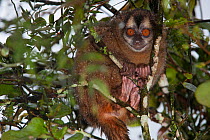 Grey-handed Night Monkey (Aotus griseimembra) captive in zoo, Pereira, Risaralda, Colombia. Vulnerable species. Native to Colombia and Central America.