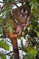 Grey-handed Night Monkey (Aotus griseimembra) captive in zoo, Pereira, Risaralda, Columbia. Vulnerable species. Native to Colombia and Central America.