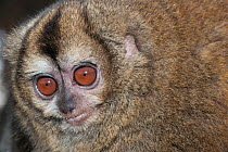 Ma's Night Monkey (Aotus nancymaae) captive at Huachipa Zoological Park, Lima, Peru. Endemic to Peru and Amazonas in Brazil.
