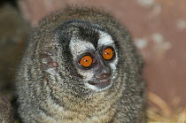 Lemurine Night Monkey (Aotus lemurinus) captive at Parque Jaime Duque, Sopo, Bogota, Cundinamarca, Colombia. Vulnerable species. Native to northern South America.