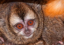 Andean Night Monkey (Aotus miconax) Douroucouli des Andes, captive at Huachipa Zoo, Lima, Peru, vulnerable species. Endemic to Peru.