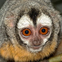 Bolivian Night Monkey (Aotus azarae boliviensis) portrait, captive. Native to Peru.