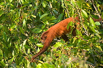 Red howler monkey (Alouatta seniculus) climbing in fruit tree, Posada Amazonas, Tambopata, Puerto Maldonado, Madre de Dios, Peru.